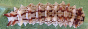 Later instar larva, top view: Clearwing Swallowtail (Cressida cressida cressida)