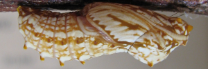 Pupa, side view: Clearwing Swallowtail (Cressida cressida cressida)