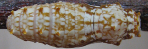 Pupa, top view: Clearwing Swallowtail (Cressida cressida cressida)