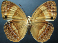Adult, male, underside: Bordered Rustic (Cupha prosope prosope)
