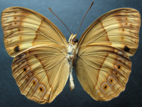 Adult, female, underside: Bordered Rustic (Cupha prosope prosope)