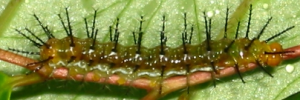 Final instar larva, side view: Bordered Rustic (Cupha prosope prosope)