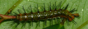 Final instar larva, top view: Bordered Rustic (Cupha prosope prosope)