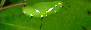 Pupa, side view: Bordered Rustic (Cupha prosope prosope)