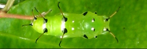 Pupa, top view: Bordered Rustic (Cupha prosope prosope)
