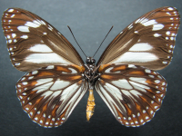 Adult, male, underside: Swamp Tiger (Danaus affinis affinis)