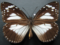 Adult, female, upperside: Swamp Tiger (Danaus affinis affinis)