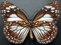 Adult, female, underside: Swamp Tiger (Danaus affinis affinis)