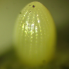 Egg, egg: Swamp Tiger (Danaus affinis affinis)