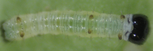 Early instar larva, top view: Swamp Tiger (Danaus affinis affinis)