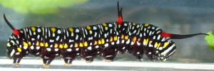 Final instar larva, side view: Swamp Tiger (Danaus affinis affinis)