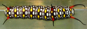 Final instar larva, top view: Swamp Tiger (Danaus affinis affinis)
