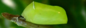 Pupa, side view: Swamp Tiger (Danaus affinis affinis)