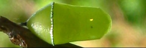 Pupa, top view: Swamp Tiger (Danaus affinis affinis)