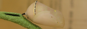 Pupa, side view: Swamp Tiger (Danaus affinis affinis)
