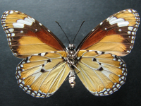 Adult, female, underside: Lesser Wanderer (Danaus chrysippus petilia)