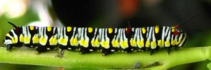 Final instar larva, side view: Lesser Wanderer (Danaus chrysippus petilia)