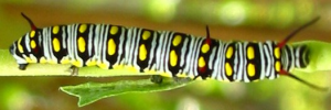 Final instar larva, top view: Lesser Wanderer (Danaus chrysippus petilia)