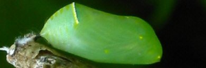 Pupa, side view: Lesser Wanderer (Danaus chrysippus petilia)