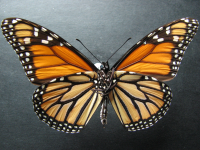 Adult, male, underside: Monarch (Danaus plexippus)
