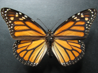 Adult, female, upperside: Monarch (Danaus plexippus)