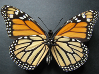Adult, female, underside: Monarch (Danaus plexippus)