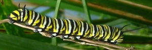 Final instar larva, side view: Monarch (Danaus plexippus)