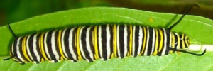 Final instar larva, top view: Monarch (Danaus plexippus)