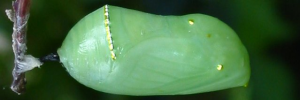 Pupa, side view: Monarch (Danaus plexippus)