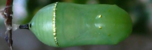 Pupa, top view: Monarch (Danaus plexippus)