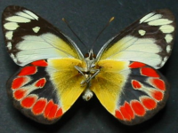Adult, male, underside: Scarlet Jezebel (Delias argenthona argenthona)