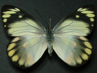 Adult, female, upperside: Scarlet Jezebel (Delias argenthona argenthona)