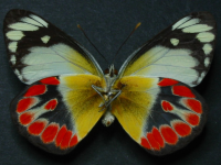 Adult, female, underside: Scarlet Jezebel (Delias argenthona argenthona)