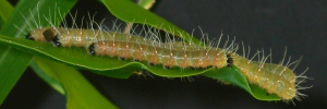 Final instar larva, side view: Scarlet Jezebel (Delias argenthona argenthona)
