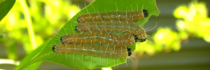 Final instar larva, top view: Scarlet Jezebel (Delias argenthona argenthona)