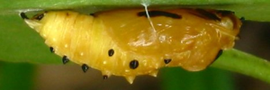 Pupa, side view: Scarlet Jezebel (Delias argenthona argenthona)