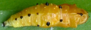 Pupa, top view: Scarlet Jezebel (Delias argenthona argenthona)
