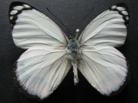 Adult, male, upperside: Red-banded Jezebel (Delias mysis mysis)