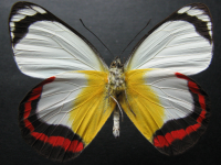 Adult, male, underside: Red-banded Jezebel (Delias mysis mysis)