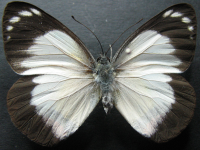 Adult, female, upperside: Red-banded Jezebel (Delias mysis mysis)