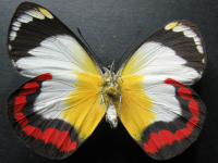 Adult, female, underside: Red-banded Jezebel (Delias mysis mysis)