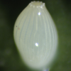Egg, egg: Red-banded Jezebel (Delias mysis mysis)