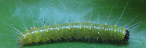 Final instar larva, side view: Red-banded Jezebel (Delias mysis mysis)