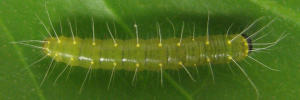 Final instar larva, top view: Red-banded Jezebel (Delias mysis mysis)