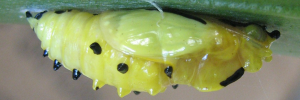 Pupa, side view: Red-banded Jezebel (Delias mysis mysis)