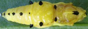 Pupa, top view: Red-banded Jezebel (Delias mysis mysis)
