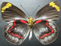 Adult, male, underside: Black Jezebel (Delias nigrina)
