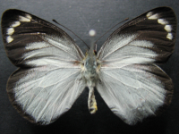 Adult, female, upperside: Black Jezebel (Delias nigrina)