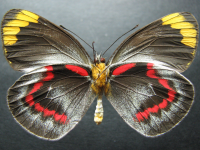 Adult, female, underside: Black Jezebel (Delias nigrina)