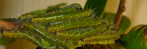 Final instar larva, top view: Black Jezebel (Delias nigrina)